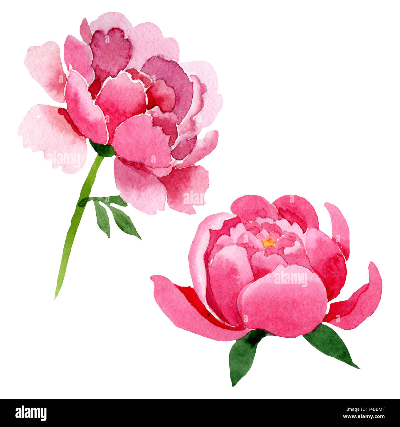 Pink peony floral botanical flowers. Watercolor background illustration ...