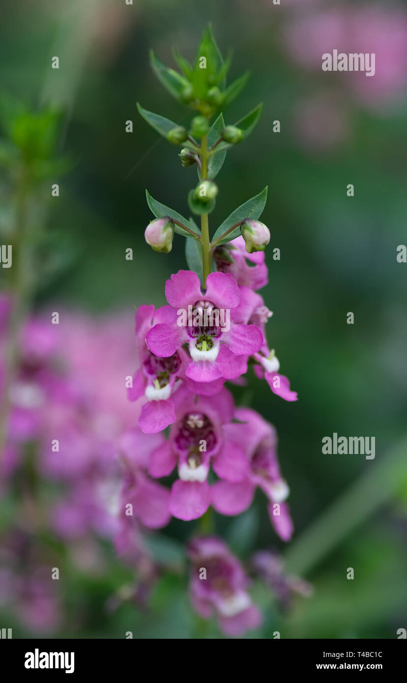 Wild flowers from Texas Stock Photo - Alamy