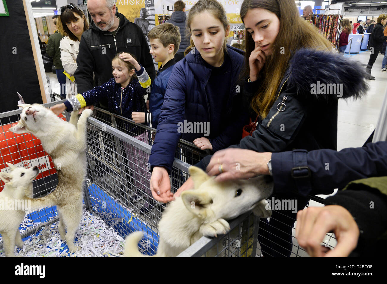 Cats and Dogs Show - Paris - France Stock Photo