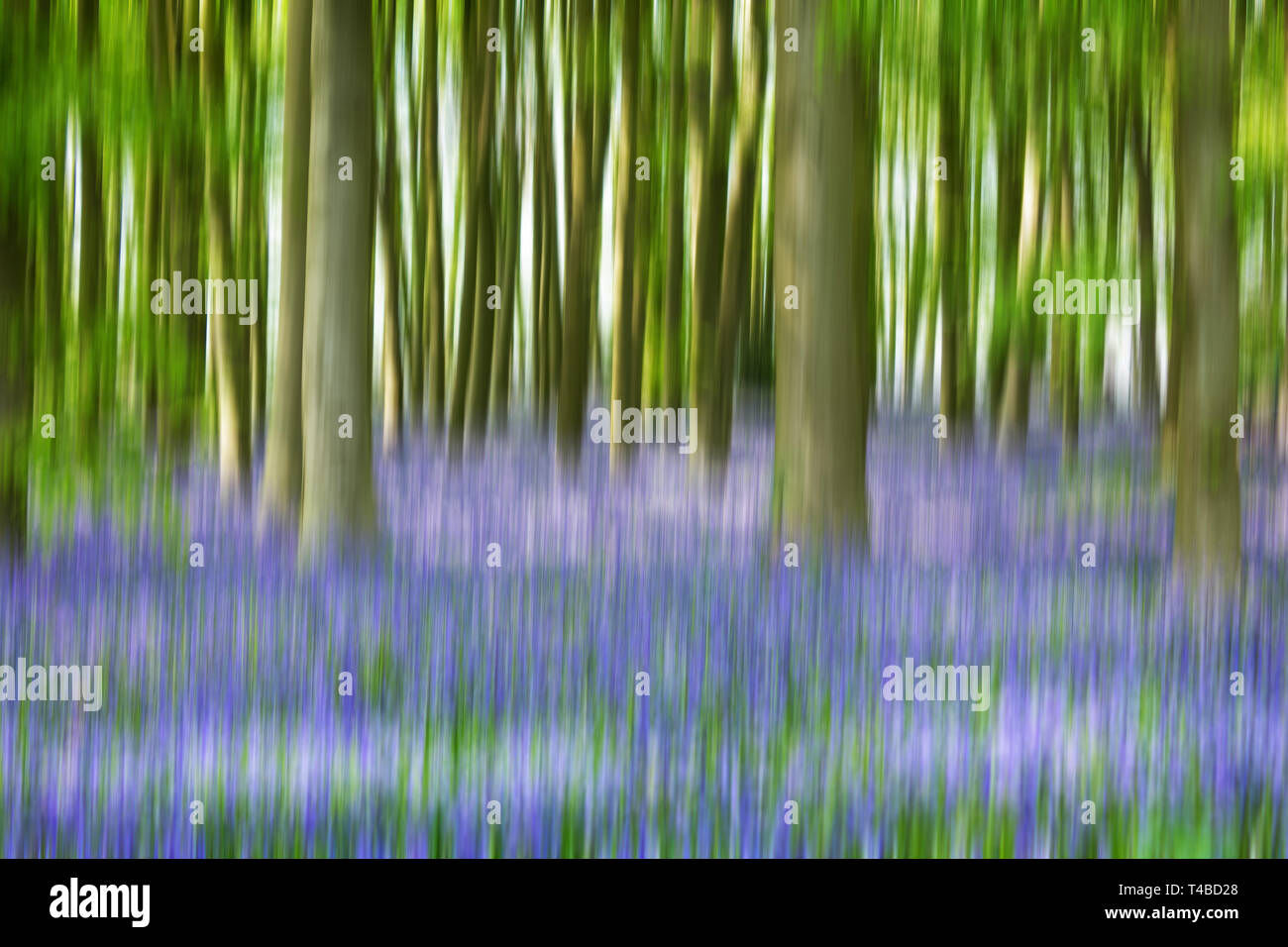 The Bluebell Wood at Coton MAnor Gardens, Northamtonshire UK Stock Photo