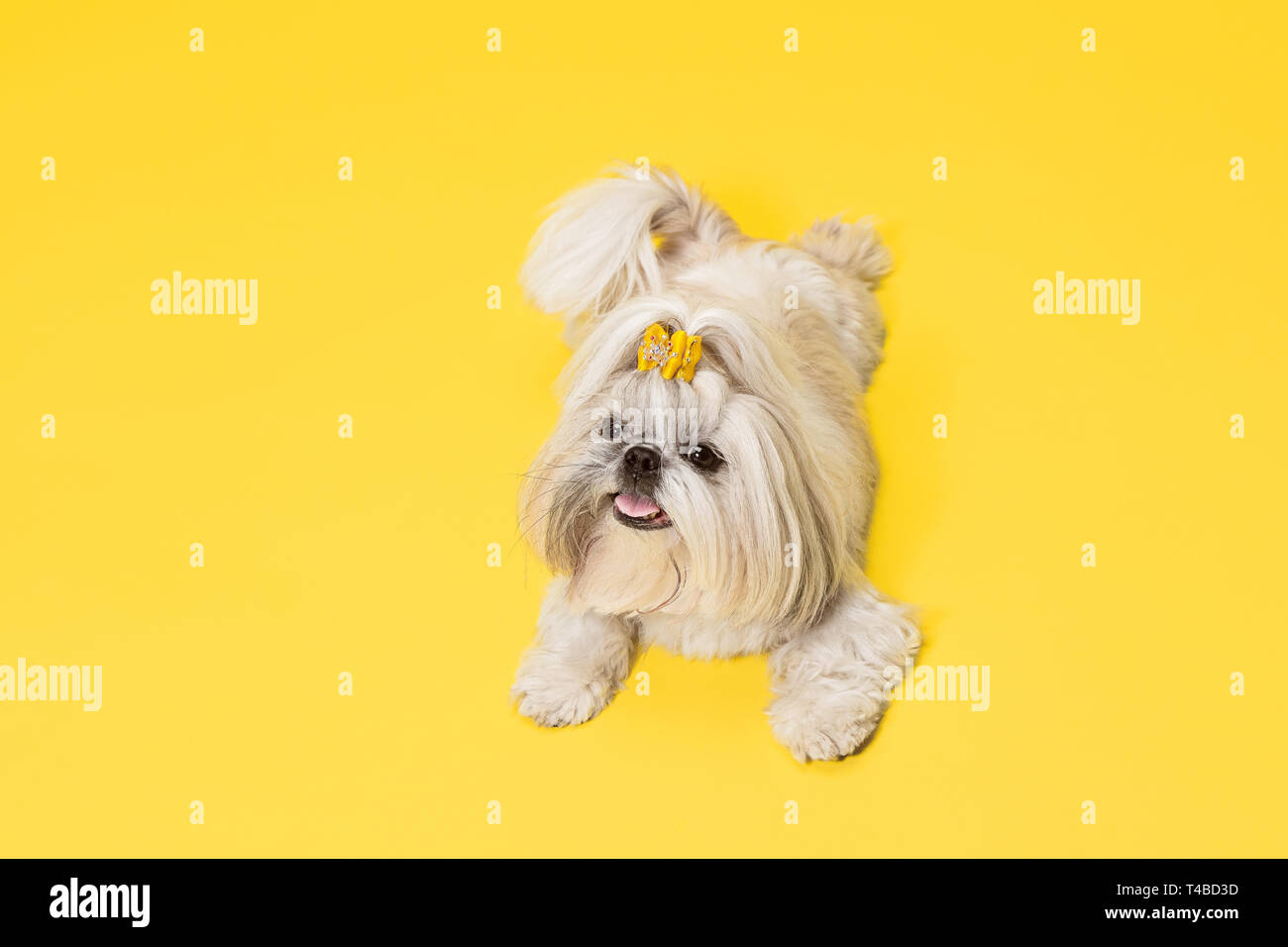 Shihtzu puppy wearing orange bow. Cute doggy or pet is lying isolated