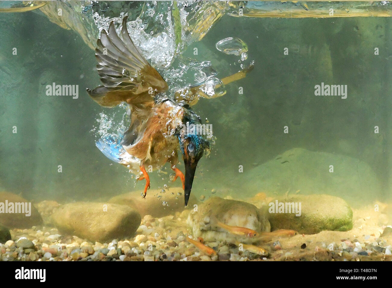 Eisvogel, fischend im Aquarium, Senne, Nordrhein-Westfalen, Deutschland Stock Photo