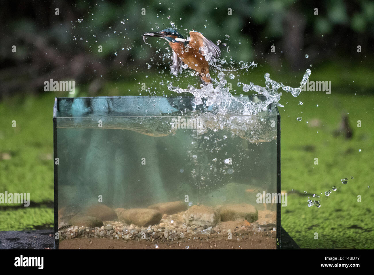 Eisvogel, fischend im Aquarium, Senne, Nordrhein-Westfalen, Deutschland Stock Photo