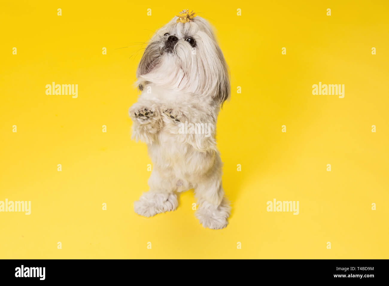 https://c8.alamy.com/comp/T4BD9M/shih-tzu-puppy-wearing-orange-bow-cute-doggy-or-pet-is-standing-isolated-on-yellow-background-the-chrysanthemum-dog-negative-space-to-insert-your-text-or-image-T4BD9M.jpg