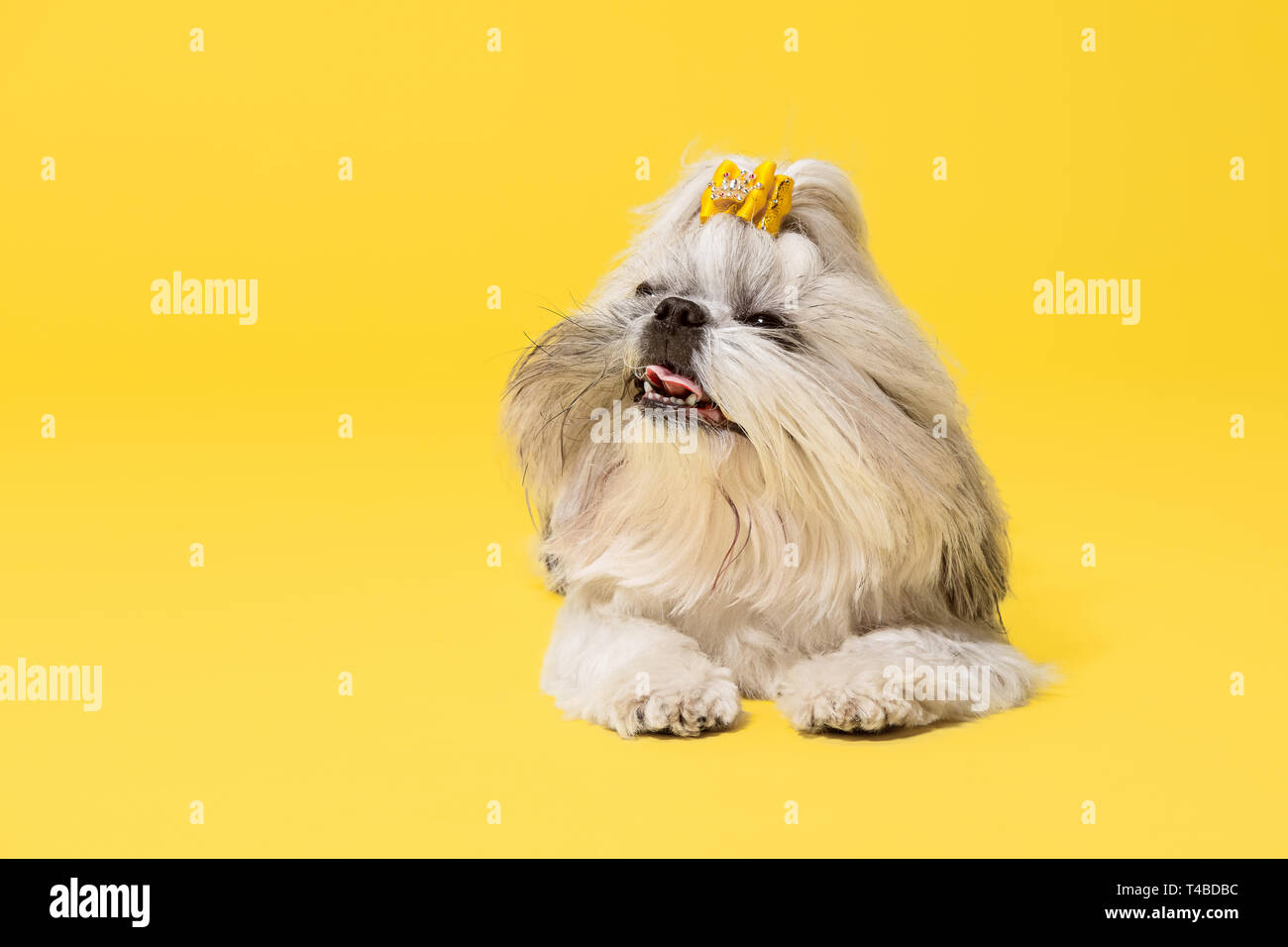 Shih-tzu puppy wearing orange bow. Cute doggy or pet is lying isolated ...