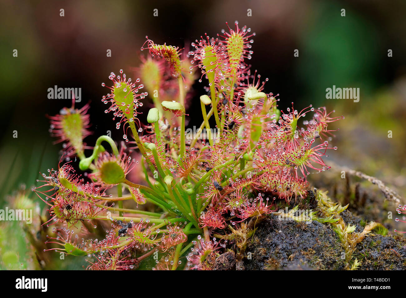 Rundblaettriger Sonnentau, Nordrhein-Westfalen, Deutschland, (Drosera rotundifolia) Stock Photo