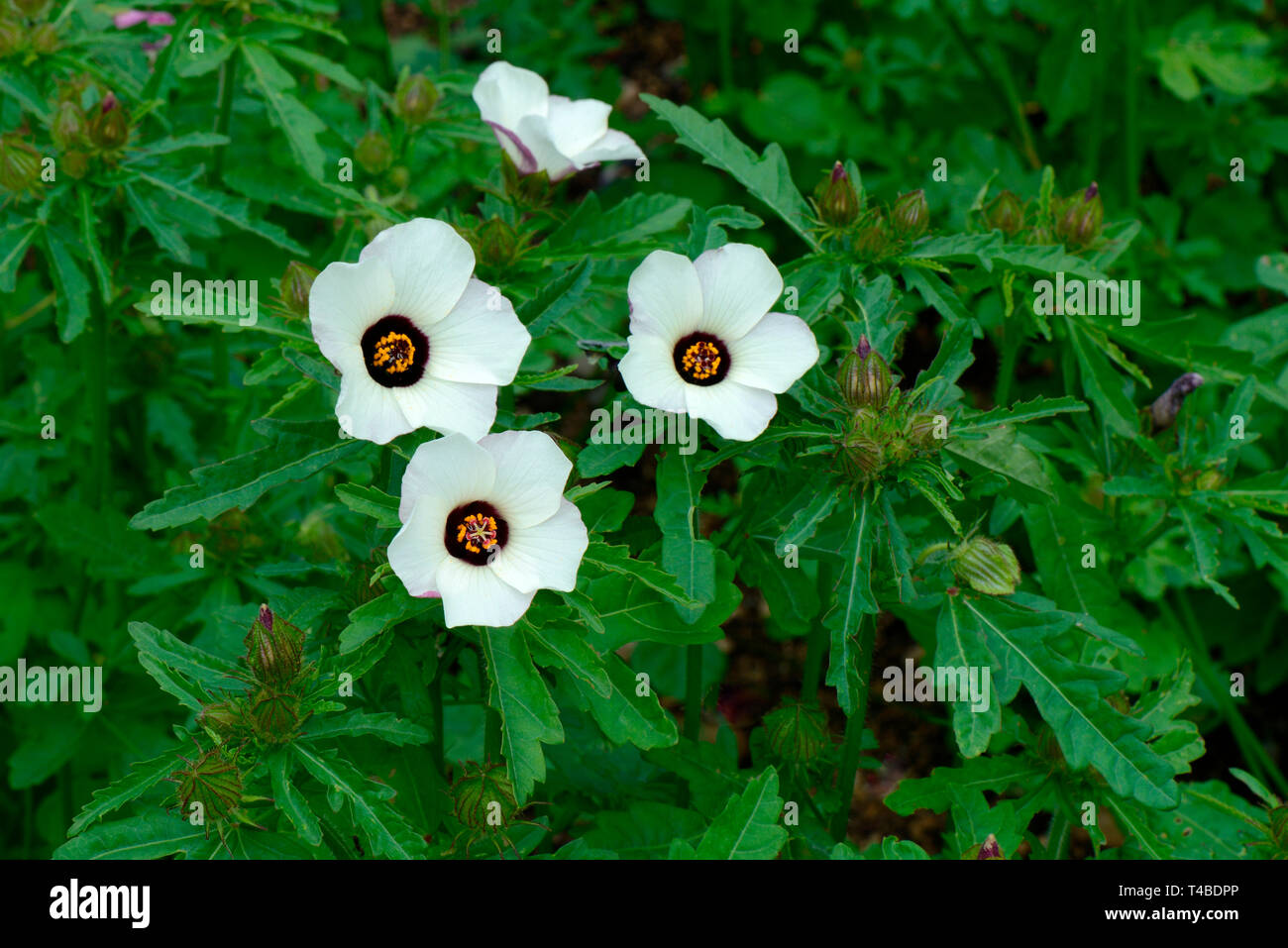 Stundenblume, Stunden-Roseneibisch, Hibiscus trionum Stock Photo