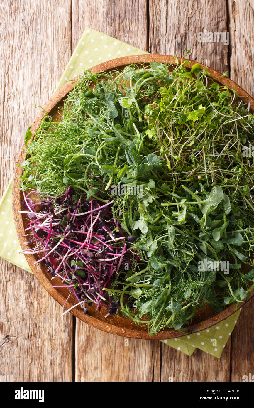 Micro green mix of peas, cilantro, mustard, radish close-up on a plate on the table. Vertical top view from above Stock Photo