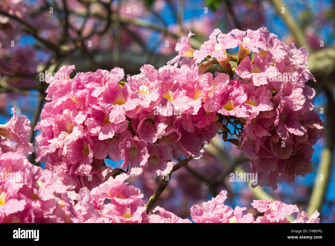 Pink trumpet tree flower blooming. Tabebuia rosea (Family Bignoniaceae) common name Pink trumpet tree  or Rosy trumpet tree or Pink Poui or Pink Tecom Stock Photo