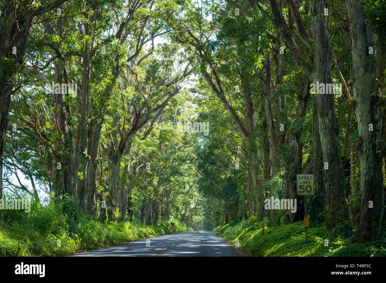 The Tree Tunnel, a beautiful canopy Maliuhi Road by eucalyptus trees