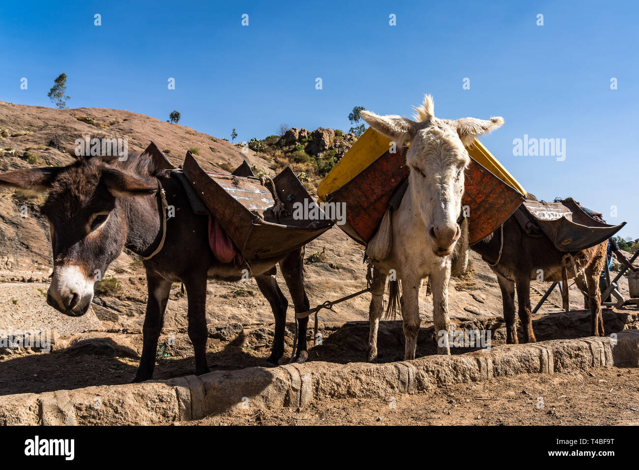 Ethiopia, Axum, donkeys in the ruins of the baths of the Queen of Saba Stock Photo