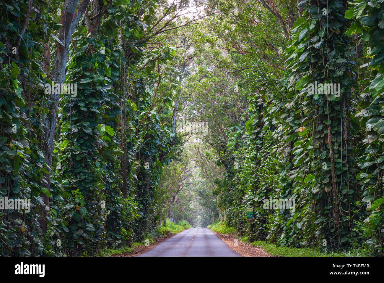 The Tree Tunnel, a beautiful canopy Maliuhi Road by eucalyptus trees