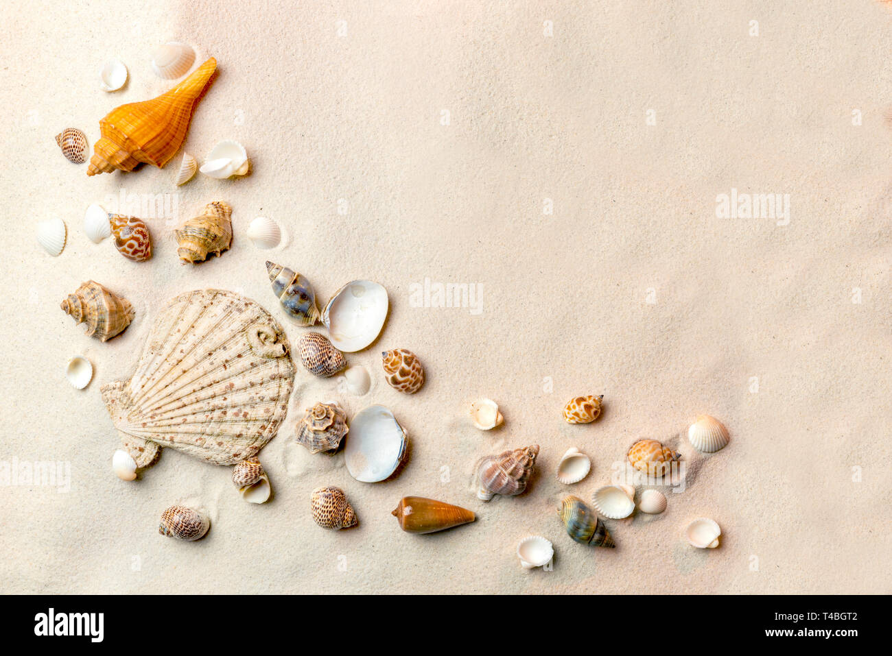 Top view of shells on sandy beach. Summer background Stock Photo - Alamy