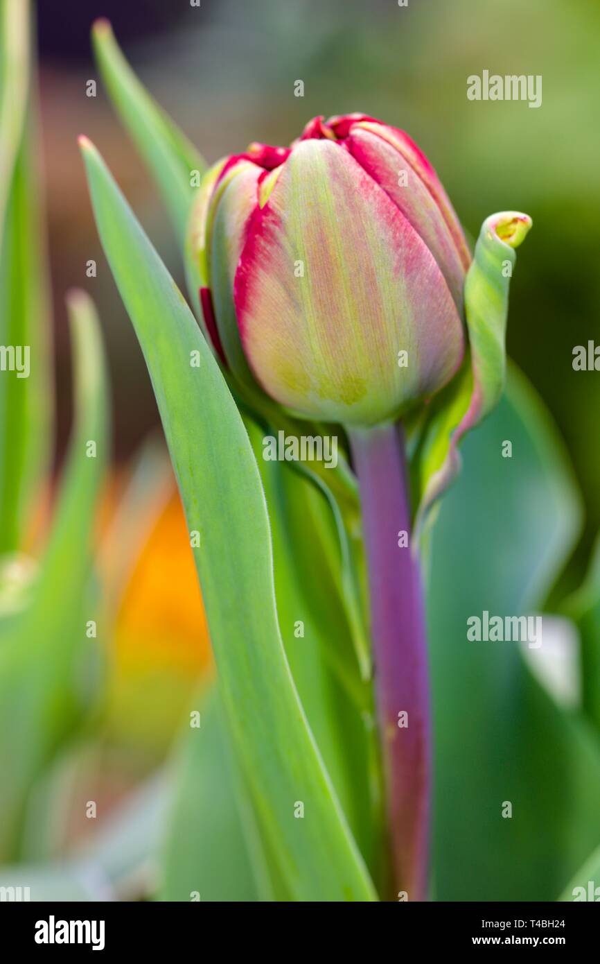 Red tulip getting ready to bloom in early spring Stock Photo - Alamy