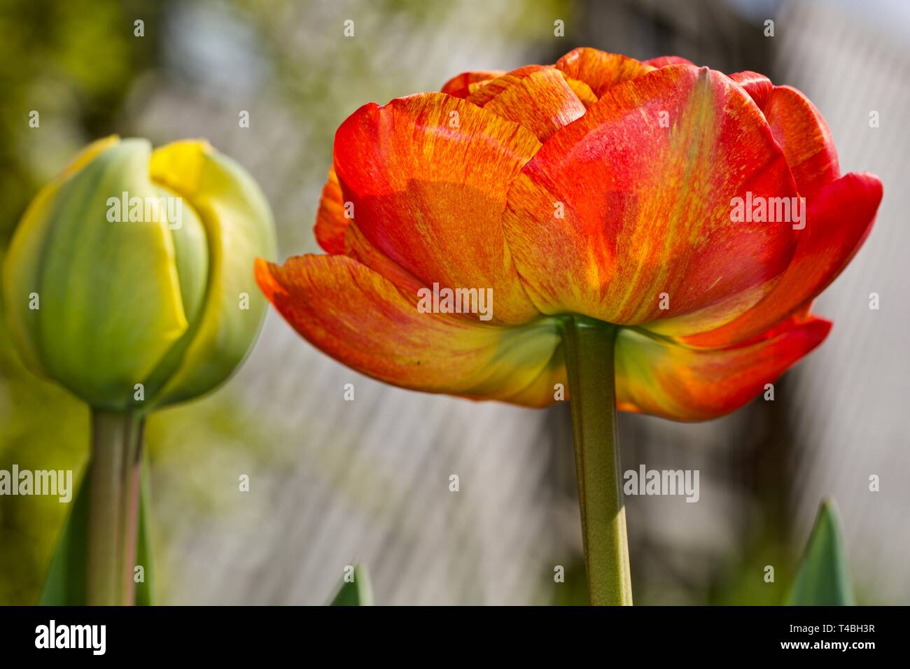 Tulip Sun Lover “The Chameleon Tulip” Stock Photo