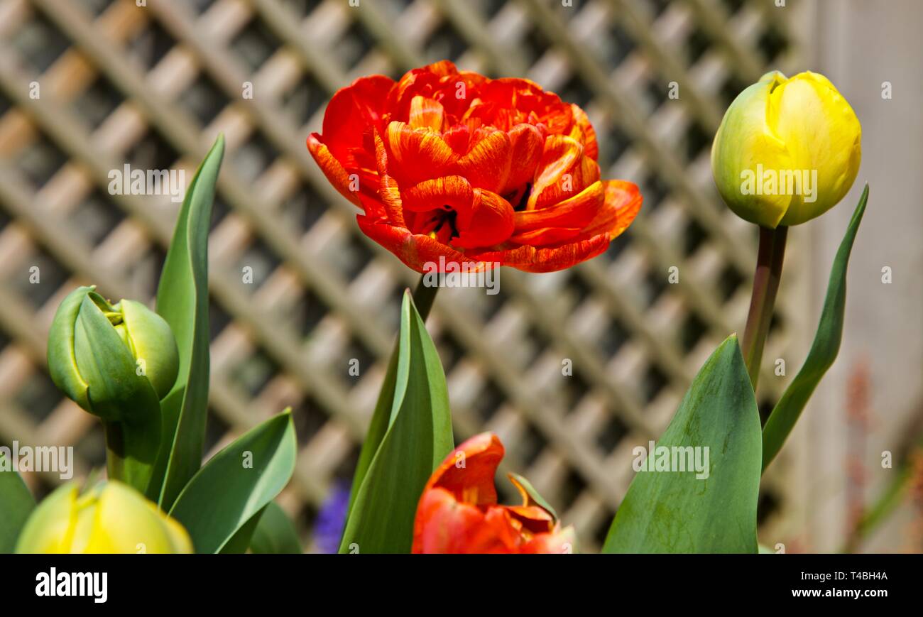 Tulip Sun Lover “The Chameleon Tulip” Stock Photo