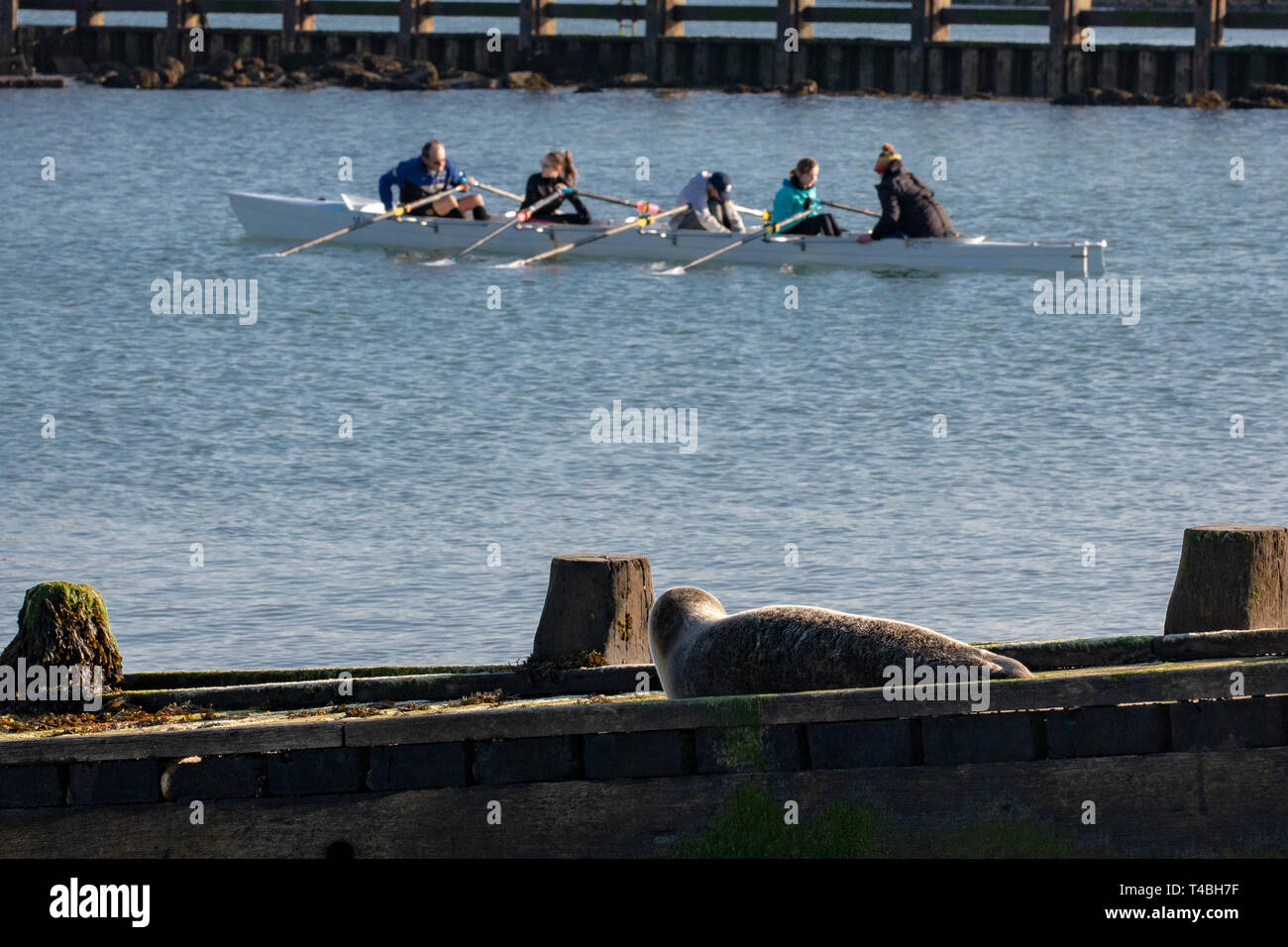 Young seal pup looking at rowers whilst laying on a slipway. Shoreham-by-Sea, Sussex. Stock Photo