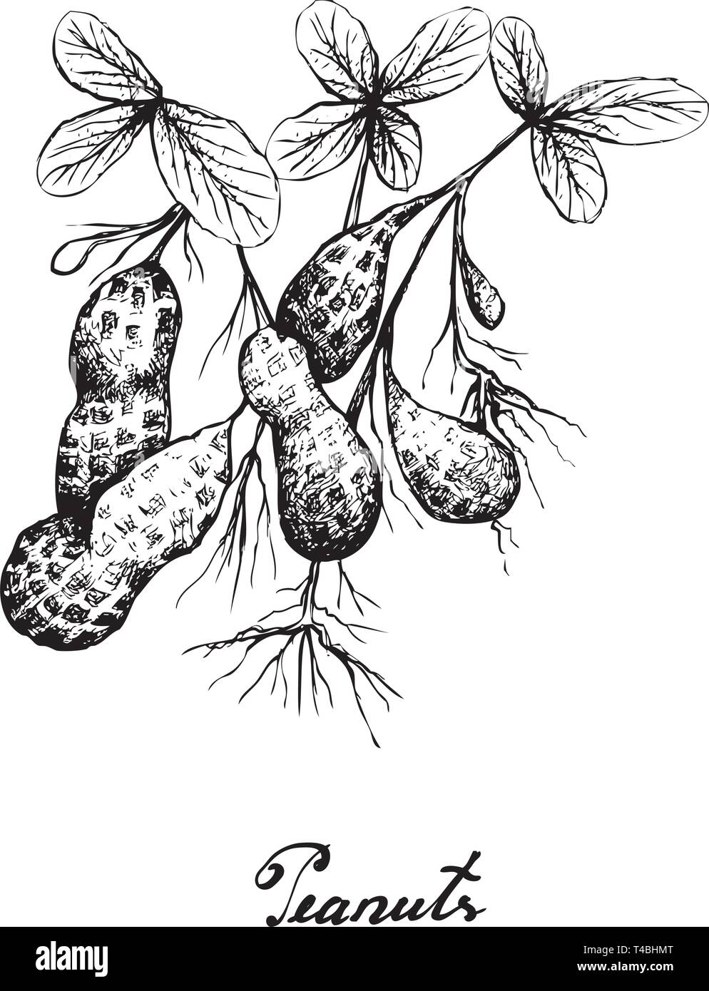 Peanut isolated sketch of fresh groundnut Vector Image