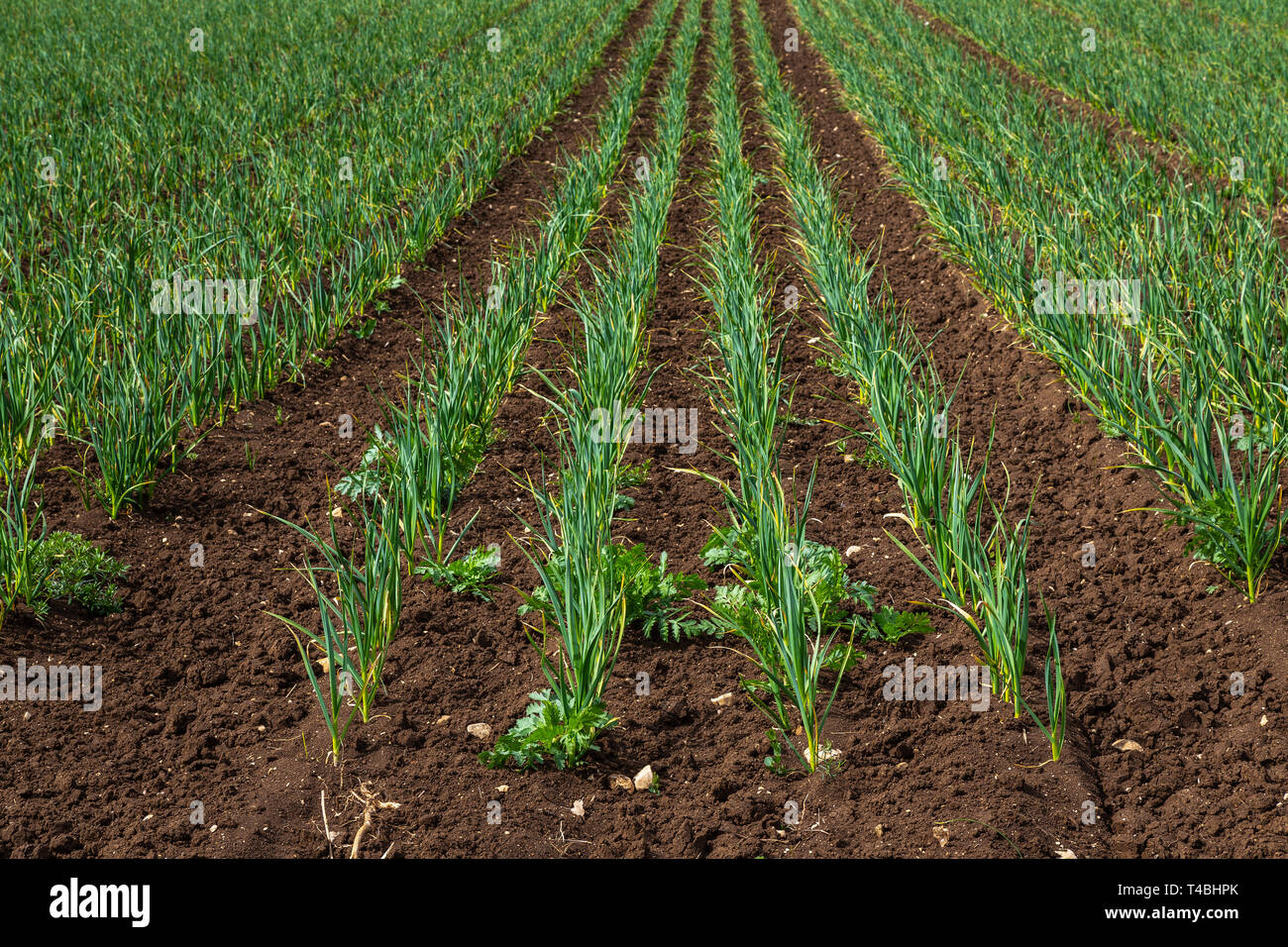 Garlic Cultivation High Resolution Stock Photography and Images Alamy