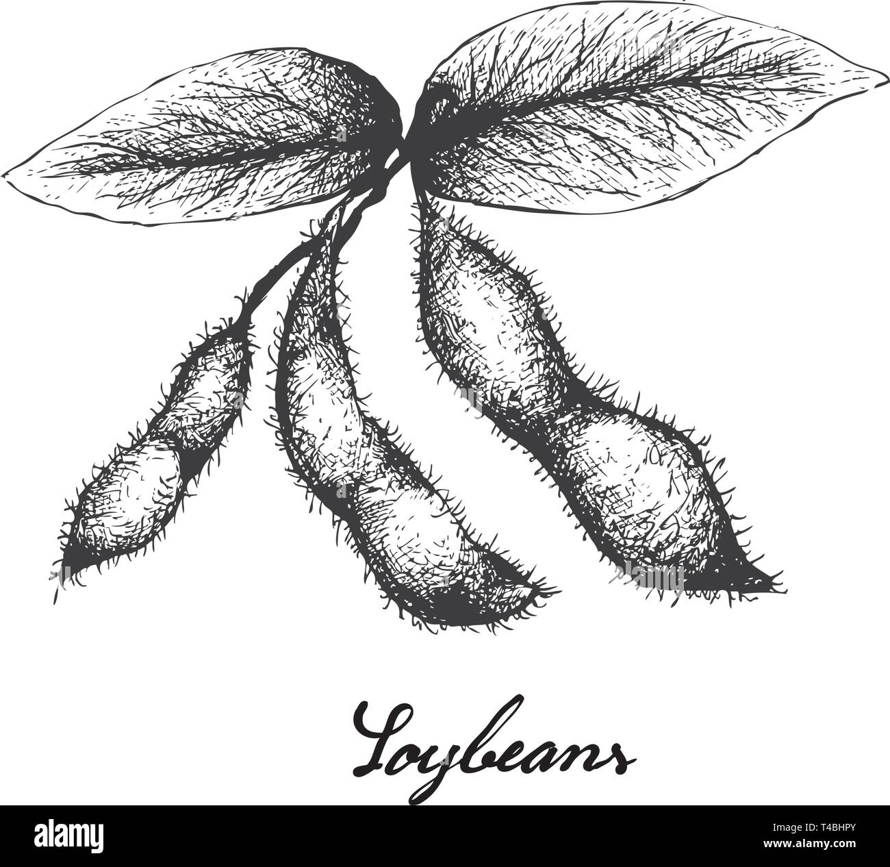 Vector Background With Soybean Plant Sketch Illustration Stock Illustration  - Download Image Now - iStock