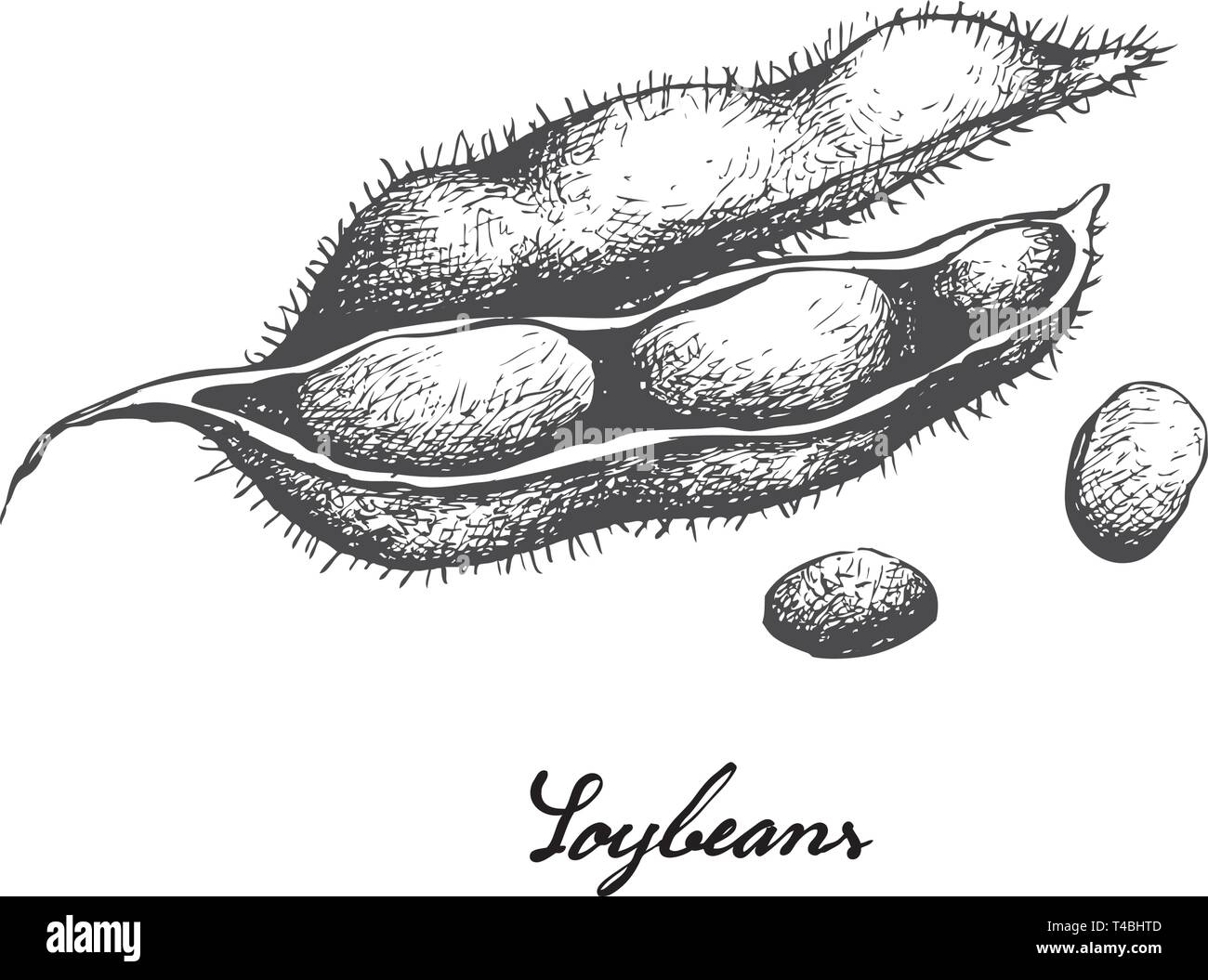 Top more than 209 soybean sketch best