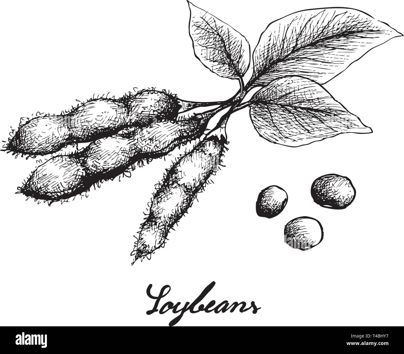 Illustration Frame of Hand Drawn Sketch Fresh Green Soybean or Edamame Pods  I: Royalty Free #109061898