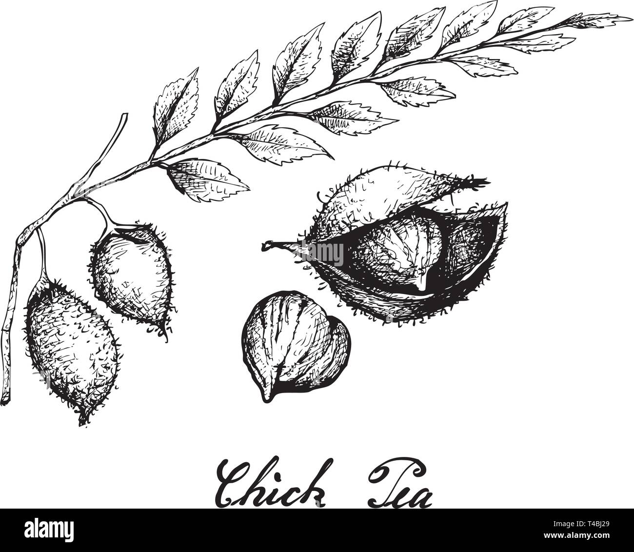 Illustration of Hand Drawn Sketch Garbanzo Beans or Chick Pea, A Good