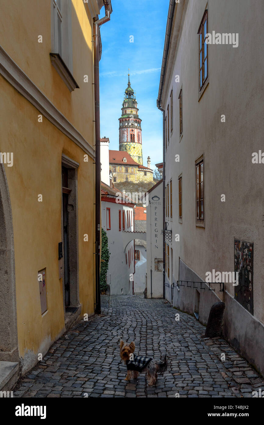 A yorkie looking back in a cobblestone alley with the baroque bell tower of Cesky Krumlov in the distance Stock Photo