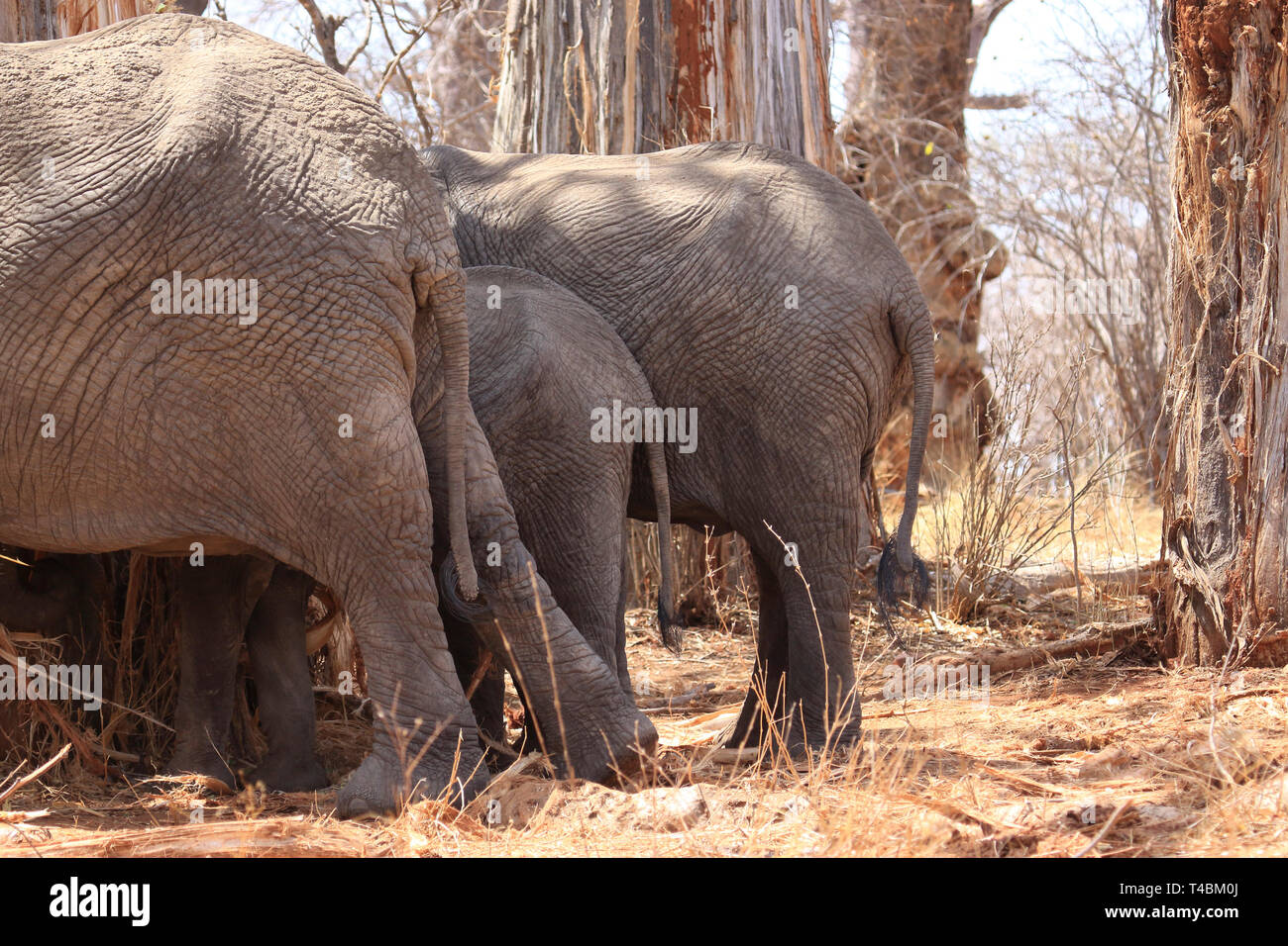Three Elephant Rumps Stock Photo