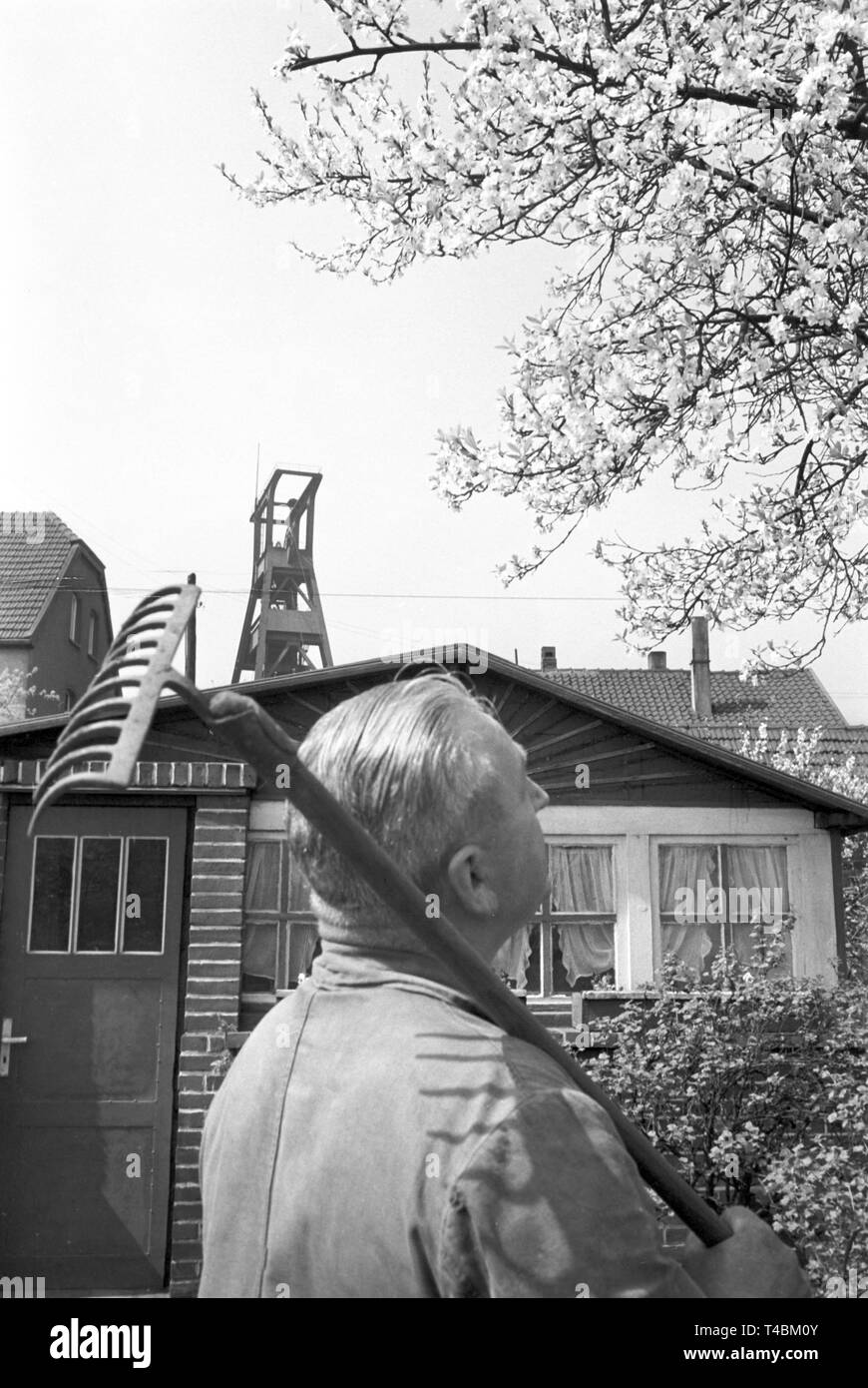 A Man Who Carries A Rake Over His Shoulder Watches A Blooming