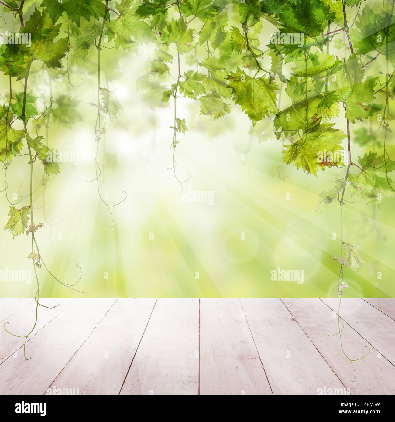 Fresh Green leaves grapes with light background Stock Photo - Alamy
