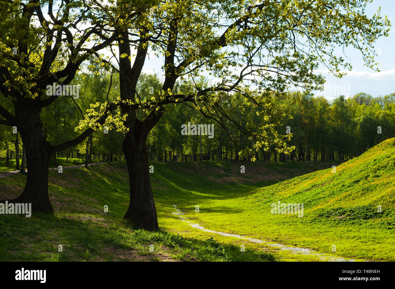 Spring landscape. Green park trees in sunny weather Stock Photo - Alamy