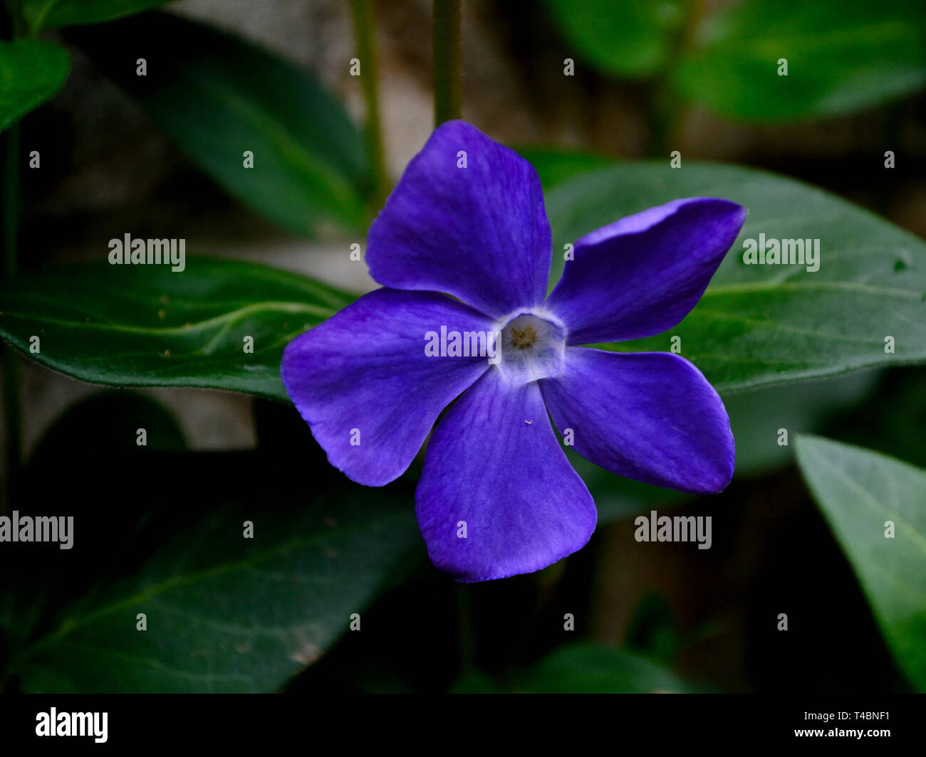 Flower of Vinca minor Stock Photo Alamy