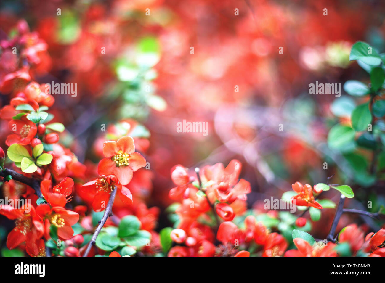 Bright flowering Japanese quince or Chaenomeles japonica. Branch covered with lot of red flowers on blurred green background with leaves bokeh. Bright Stock Photo