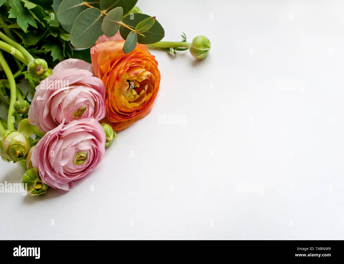 Beautiful ranunculus flowers on white background. Pink and orange ...