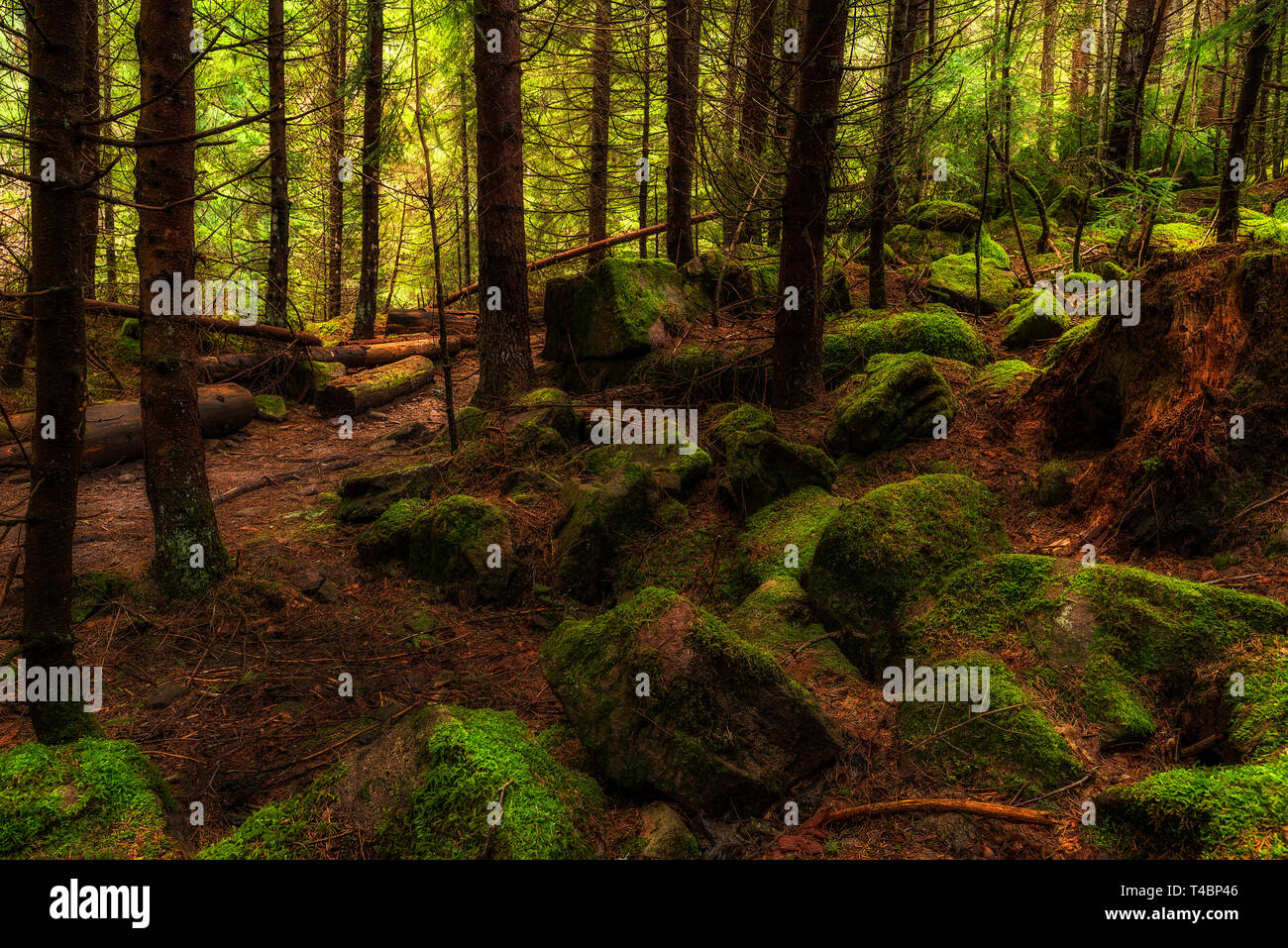 moss covered rocks in pine tree forest wild scenery Stock Photo