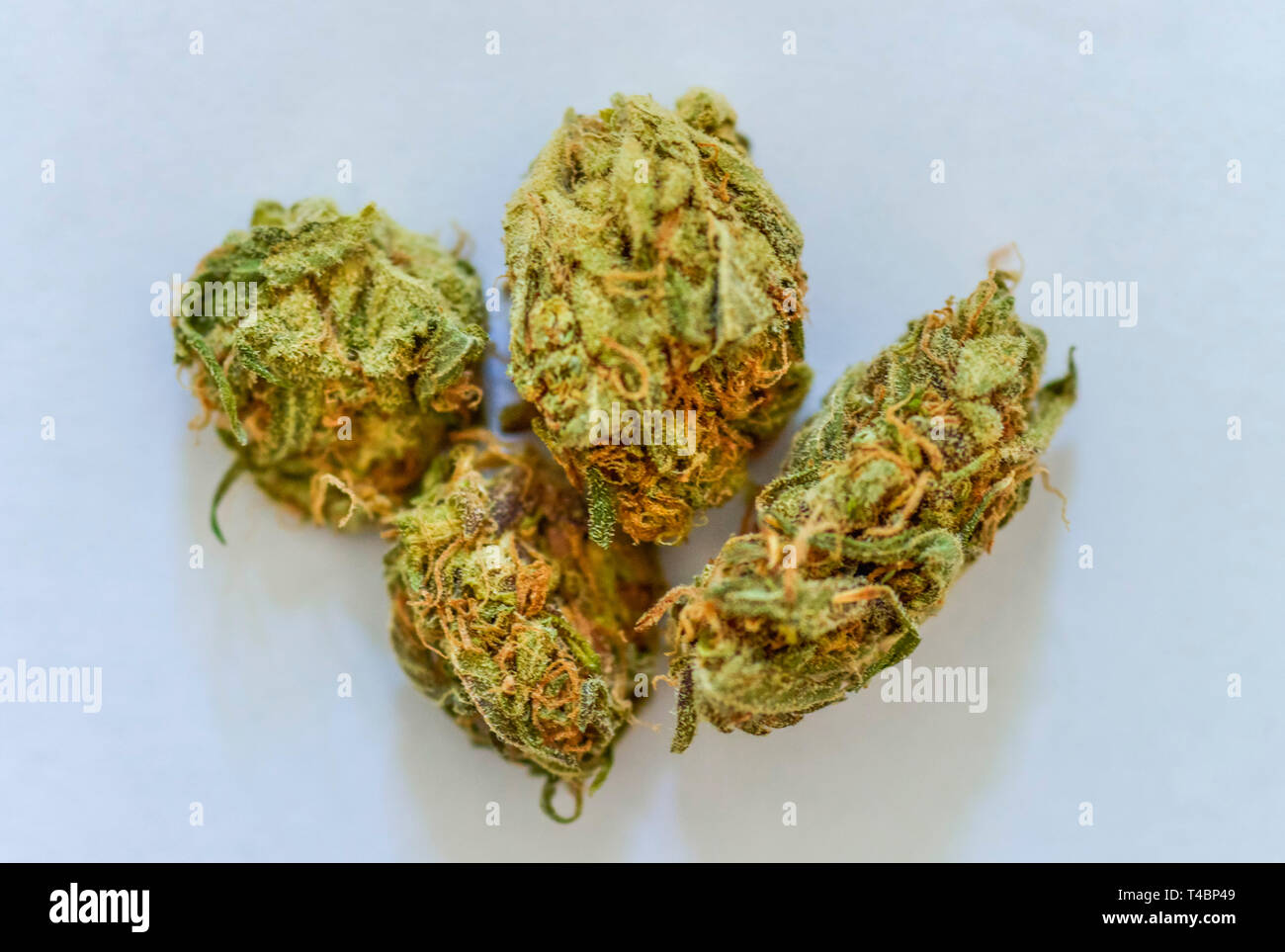 Cannabis, Droge, Blueten Stock Photo