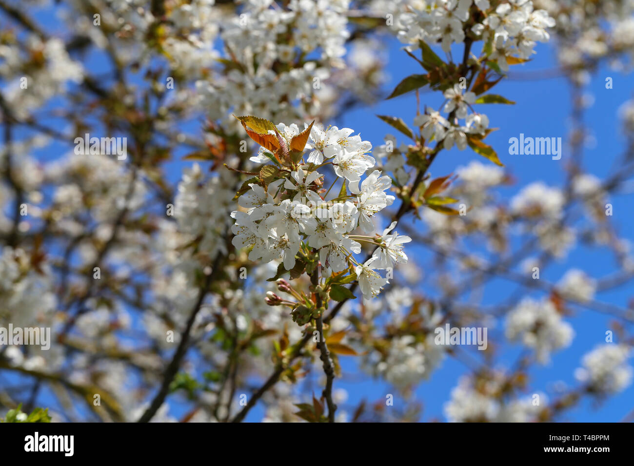 Flowering trees in the gardens in spring time Stock Photo - Alamy