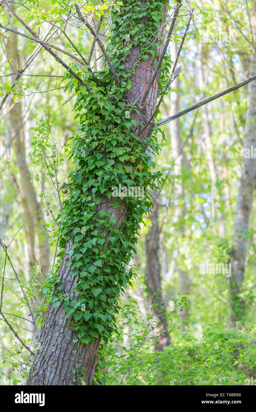 Ivy growing on a tree trunk Stock Photo Alamy