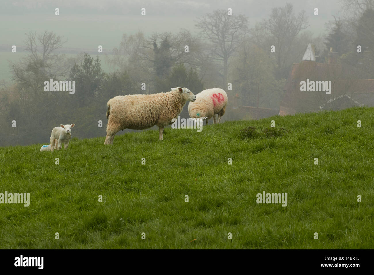 Sheep and new lambs in the mist of a spring day in the Kent countryside ...