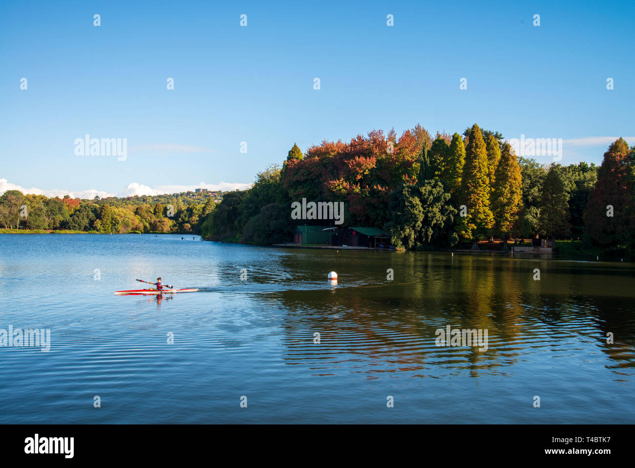 Johannesburg, South Africa, 15 April, 2019. A paddler on Emmerentia Dam, which is lit up by utumn leaves and blue skies, on Monday afternoon. Credit: Eva-Lotta Jansson/Alamy Stock Photo