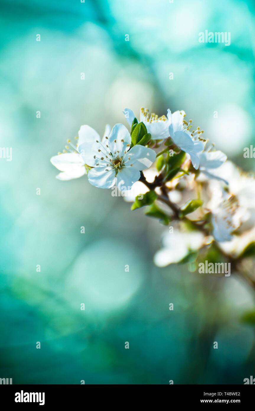 white apple tree flowers in blossom Stock Photo