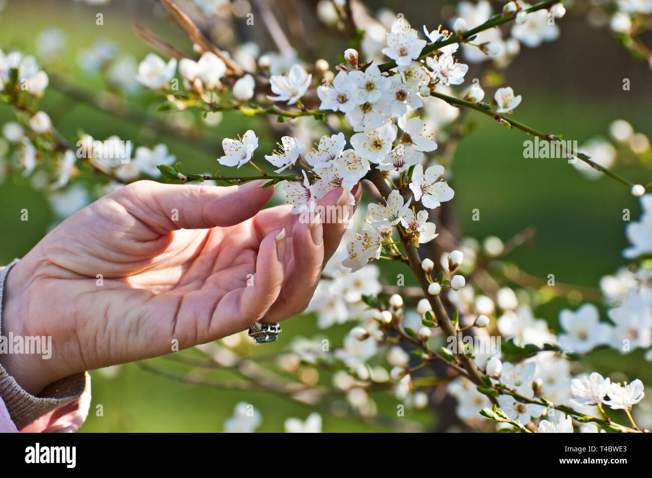 woman hand touching an apple tree flowers blooming Stock Photo