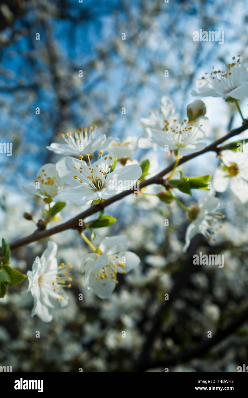 white apple tree flowers blossom Stock Photo