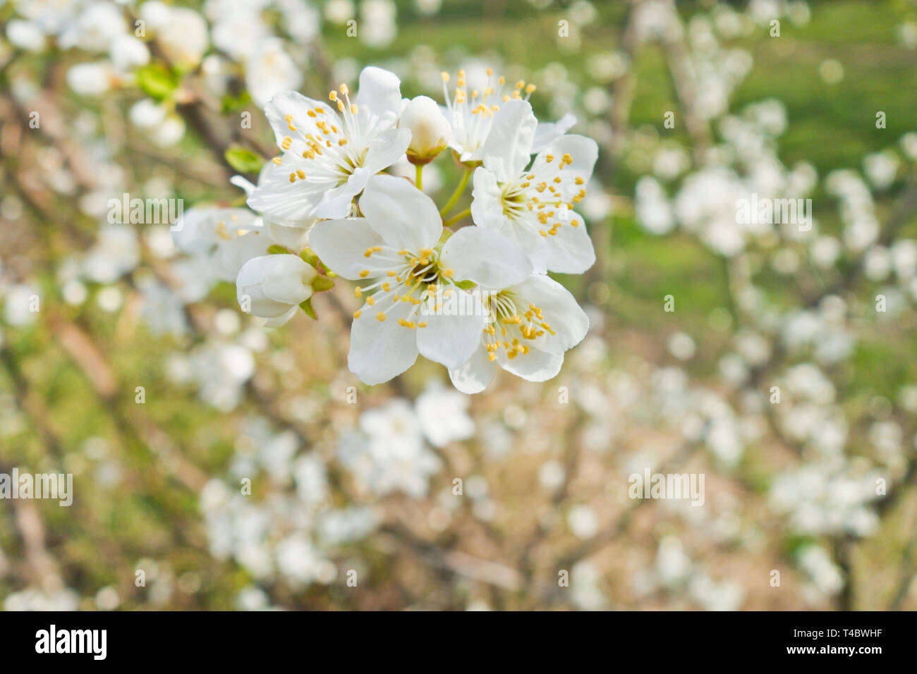 white apple tree flowers blossom Stock Photo