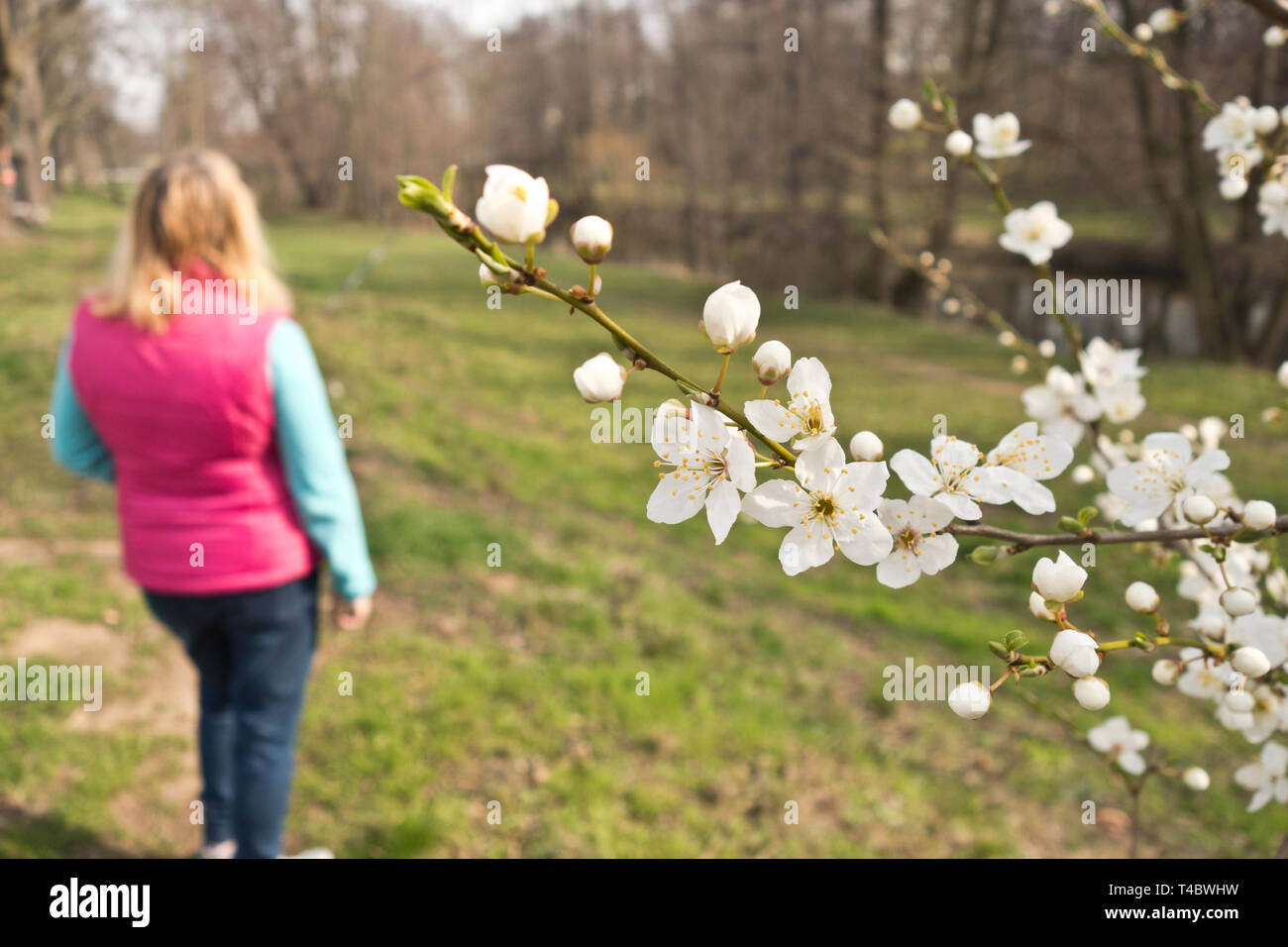 blonde woman near an apple tree branch with flowers blooming Stock Photo