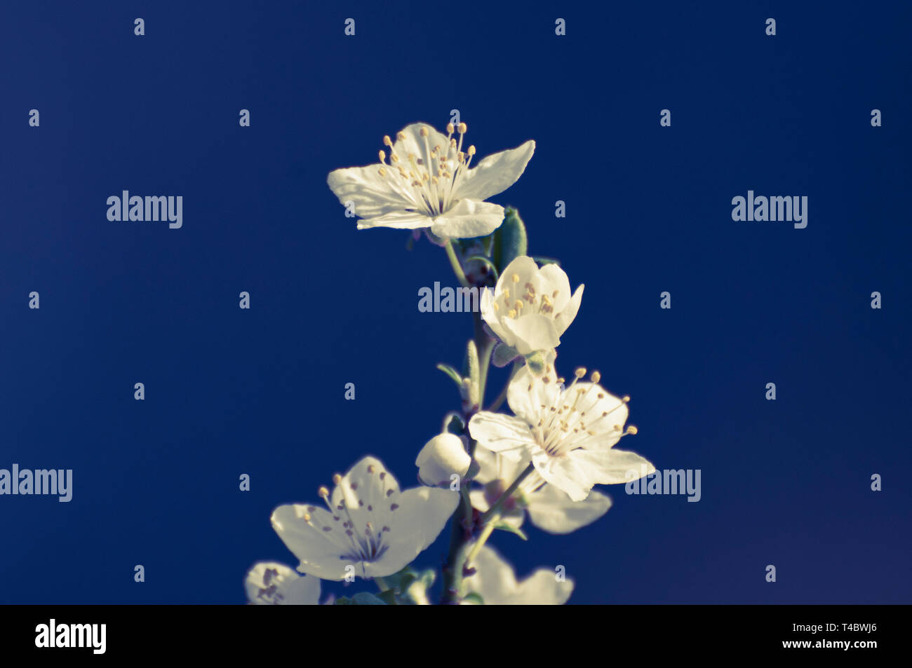 white apple tree flowers in blossom Stock Photo