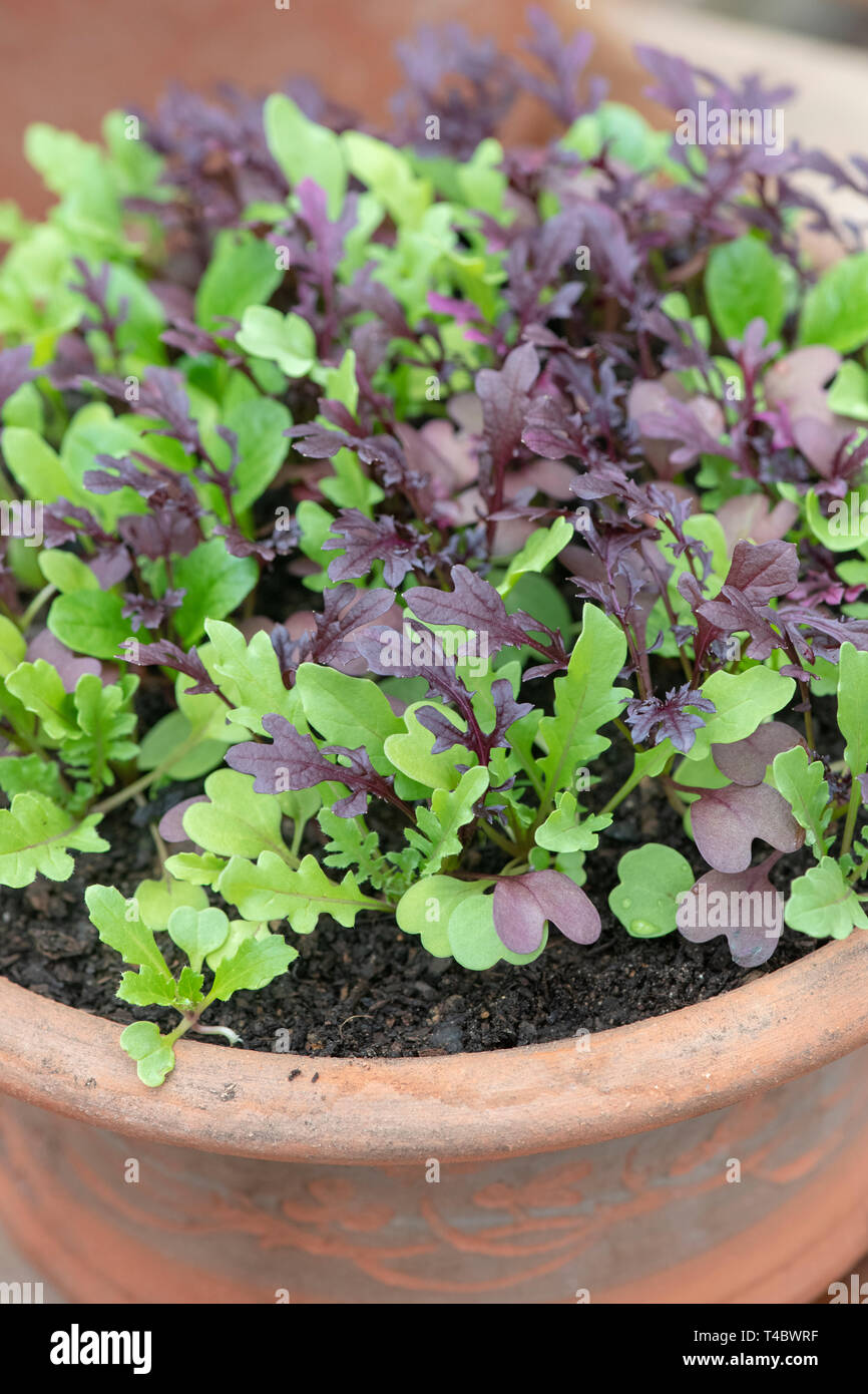 Mixed salad leaves grown in a container in april. UK Stock Photo