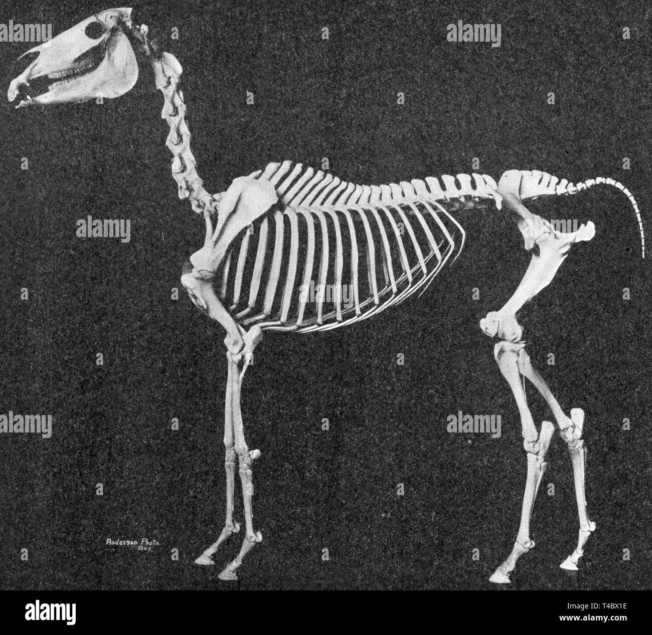 5 lumbar vertebrae hires stock photography and images Alamy