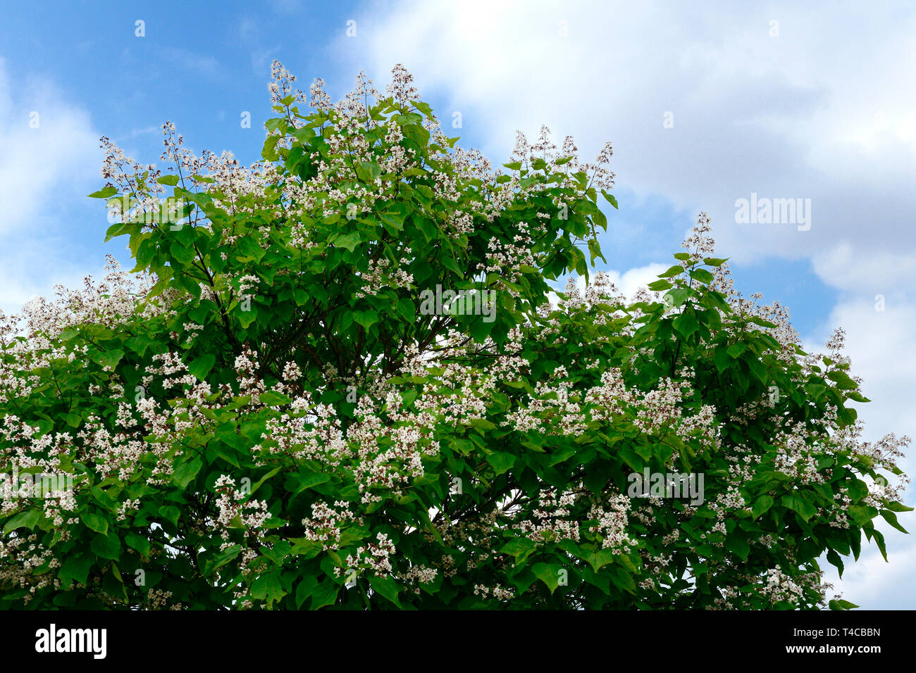 Praechtiger Trompetenbaum, Catalpa speciosa Stock Photo